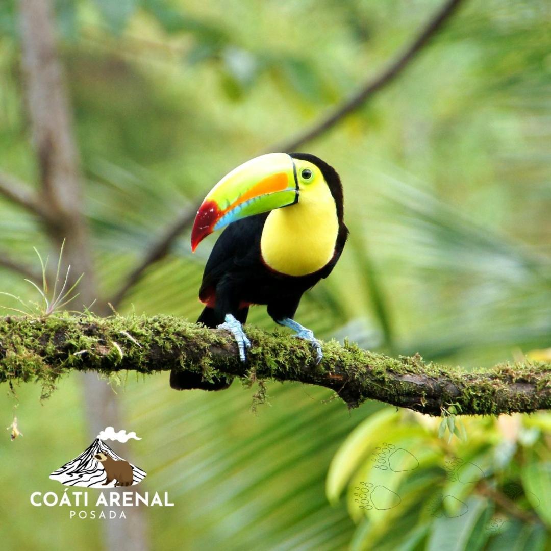 Coati Del Arenal Posada La Fortuna 外观 照片